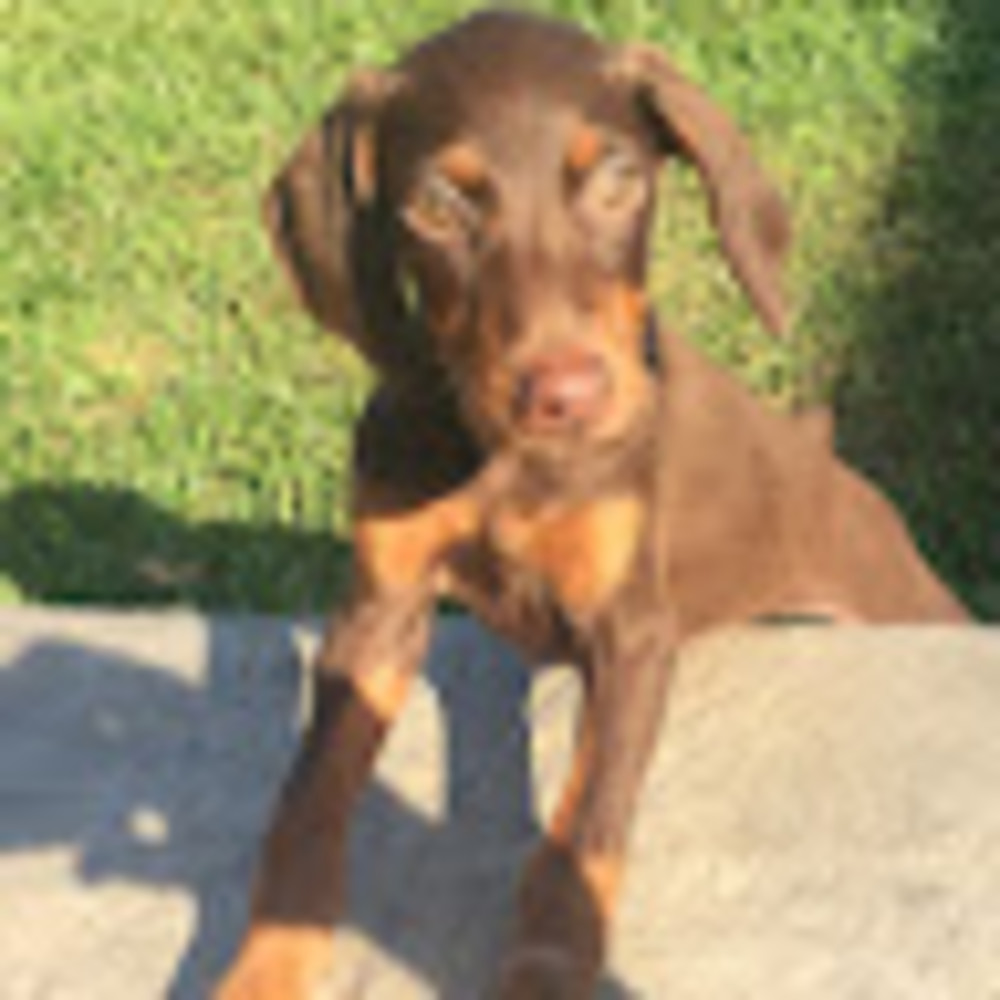 Meet your Posher, Sandy